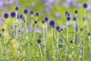 Blue Globe Thistle Drucke: Blue globe thistles (Echinops sp)