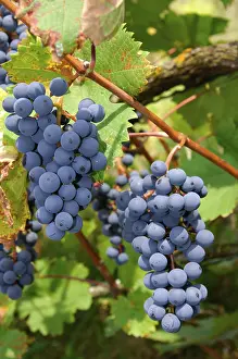 Blue Grapes Drucke: Blue Grapes