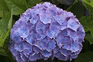 Open Air Flowers Drucke: Blue hortensia (Hydrangea)