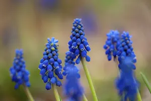 Gerahmter Druck : Blauer Hyazinth Gerahmter Druck : Blauer Hyazinth