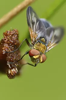 Bilder Datiert 11. September 2024: Blue iridescent tachinid fly print