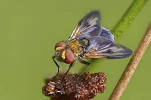 Bilder Datiert 11. September 2024: Blue iridescent tachinid fly print