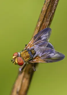Bilder Datiert 11. September 2024: Blue iridescent tachinid fly print