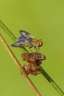 Bilder Datiert 11. September 2024: Blue iridescent tachinid fly print