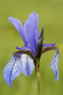 Bearded Iris Bloom Drucke: Blue iris, bloom