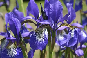 Blauen Glockenblumen