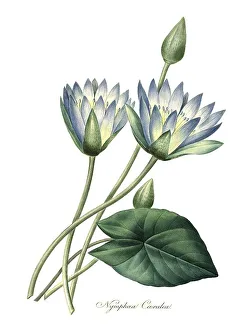 Vintage Floral Motif Drucke: Also blue lotus (Nymphaea caerulea)