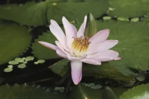 Blue Lotus Flower Drucke: Blue Lotus (Nymphaea caerulea)