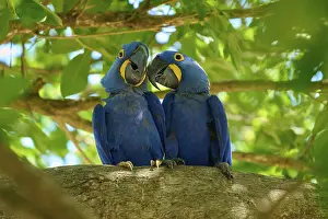 Pantanal Nature Reserve Drucke: Two blue macaws sitting next to each other on a branch
