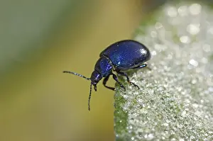 Drucke von Blauer Minzeblattkäfer Blattkäfer Drucke: Blauer Minzeblattkäfer