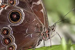 Pterygote Insects Habitat Drucke: Blue Morpho Butterfly