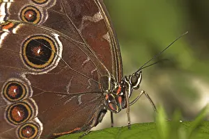 Blue Morpho Butterfly Drucke: Blue Morpho Butterfly