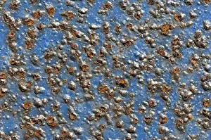 Deserted Daytime Scene Drucke: Blue-painted metal surface with rust, background
