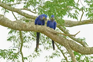 Drucke von Zwei blaue Papageien nebeneinander auf einem Ast, Hyazinthara (Anodorhynchus hyacinthinus), Bonito, Pantanal, Brasilien Papagei Drucke: Zwei blaue Papageien nebeneinander auf einem Ast.
