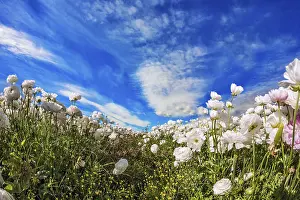 Blue Sky Photography Drucke: In the blue sky floating light white clouds