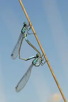 Dragonflies Wildlife Photography Drucke: Blue-tailed damselfly, large dragonfly