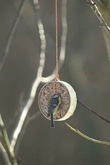 Blue Tit Bird Drucke: Blue tit
