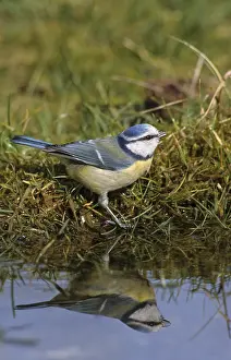 Wildlife In UK Drucke: Blue tit, parus caeruleus, bath