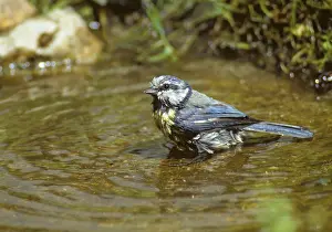 Wildlife Photography England Drucke: Blue tit, parus caeruleus, bath