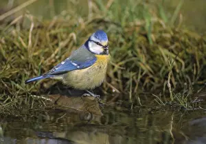 Bad Drucke: Blauhäher, Parus caeruleus, Bad