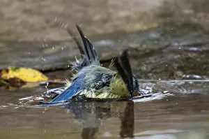Garden Birds Drucke: Blue tit, parus caeruleus, bath