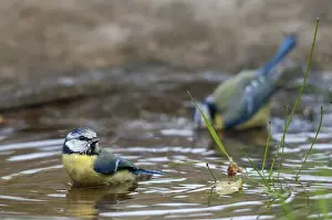 Blue Tit Bath Drucke: Blue tit, parus caeruleus, bath