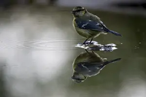 Bad Drucke: Blauhäher, parus caeruleus, Bad.