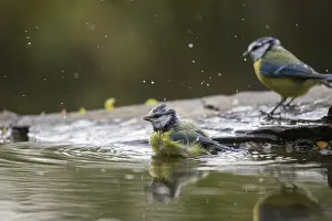 Bird Photography UK Drucke: Blue tit, parus caeruleus, bath