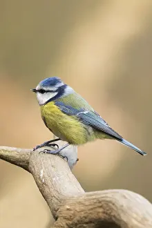 Blauhäher (Parus caeruleus) sitzt auf einem Ast.
