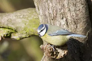 Eurasian Blue Tit Photo Drucke: Blue Tit (Parus caeruleus) perched on a tree