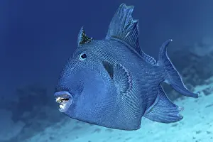 Drucke von Blauer Drückerfisch (Pseudobalistes fuscus), Rotmeer, Ägypten Drückerfisch Drucke: Blauer Dornrötel (Pseudobalistes fuscus)