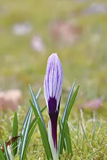 Early Bloomer In Germany Drucke: Blue and white crocus (Crocus neapolitanus)