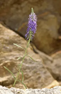 Deserted Flowering Plants Drucke: Blue willow, brownroot, pseudolysimachion spicatum