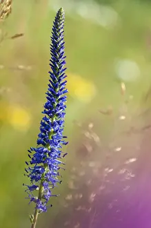 High Resolution Flora Photos Drucke: Blue willow, brownroot, pseudolysimachion spicatum