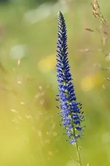 High Resolution Flower Images Drucke: Blue willow, brownroot, pseudolysimachion spicatum