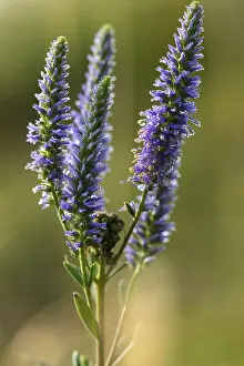 Lamiales Order Flowers Drucke: Blue willow, brownroot, pseudolysimachion spicatum