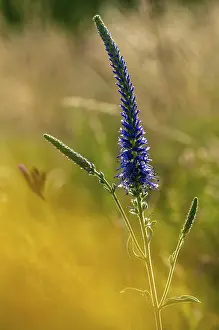 Scrophulariaceae Plant Drucke: Blue willow, brownroot, pseudolysimachion spicatum