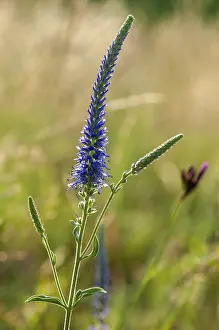 High Resolution Floral Images Drucke: Blue willow, brownroot, pseudolysimachion spicatum