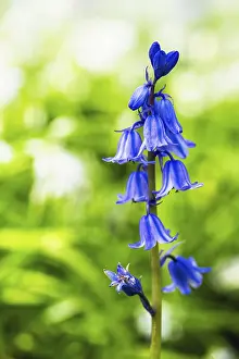Common Bluebells Drucke: Bluebell, Hyacinthoides non-scripta in forest at spring time