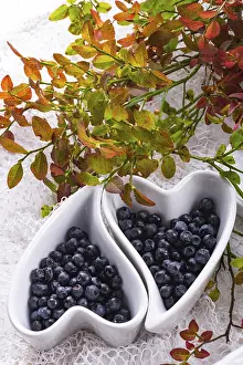 European Blueberry Drucke: Blueberry