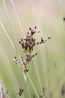Deserted European Landscape Drucke: Bluegreen rush (Juncus inflexus)