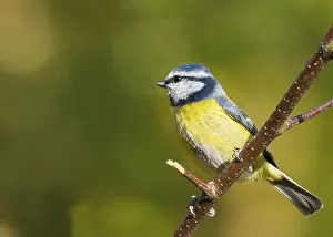 Wild Animals In Habitat Drucke: Bluetit (Parus caeruleus) perched on a branch