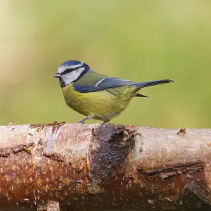 Eurasian Blue Tit Image Drucke: Bluetit (Parus caeruleus) perched on a log