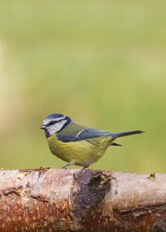 Tree Trunk Wildlife Scene Drucke: Bluetit (Parus caeruleus) perched on a log