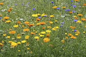 Deserted Flower Garden Drucke: Blumenwiese