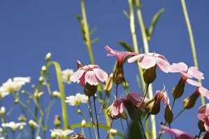 Blue Sky Landscape Photo Drucke: Blumenwiese