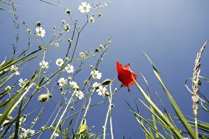 Red Poppy Field Drucke: Blumenwiese