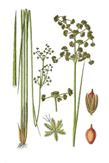 Medical Herb Images Drucke: Blunt-flowered Rush (Juncus obtusiflorus)