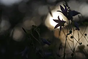 Blur-Experiment auf einer blühenden Wiese im Sommer.