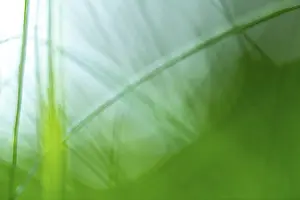 Empty Full Frame Image Drucke: Blurred blades of grass